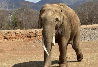 Elefante Big Boy se casará con Bireki en Ostok