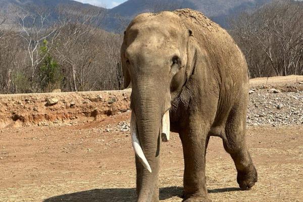 Elefante Big Boy se casará con Bireki en Ostok