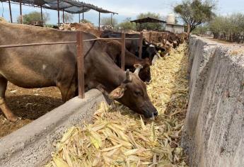 Ganaderos urgen entrega de semilla de sorgo en Sinaloa