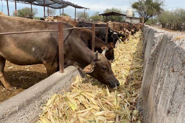 Ganaderos urgen entrega de semilla de sorgo en Sinaloa