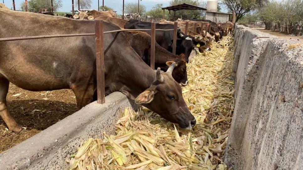 Ganaderos urgen entrega de semilla de sorgo en Sinaloa