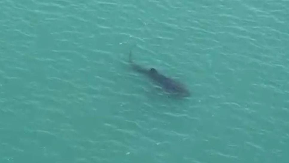 Enorme tiburón ballena se deja ver en aguas de la Isla de la Piedra en Mazatlán | VIDEO Enorme tiburón ballena se deja ver en aguas de la Isla de la Piedra en Mazatlán | VIDEO