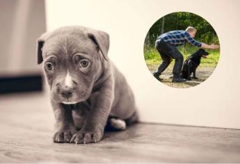 Consejos para cuidar a un perro cachorro