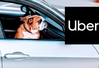 Conductora de Uber crea ingenioso invento para perros, así funciona | VIDEO