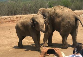 ¡Big Boy & y Bireki se casan! Con una «pedida de trompa» se confirmó el amor