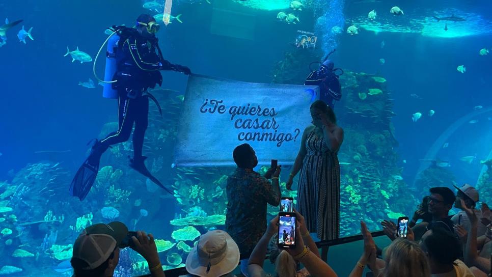 Acuario Mar de Cortés: Morgan y Giovannie se comprometen en medio del océano