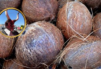Ritual del coco: así combatían las malas energías en florería de Los Mochis