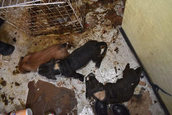 Rescatan a 8 perritos en cateo a casa de agresores de maestra de Cuautitlán