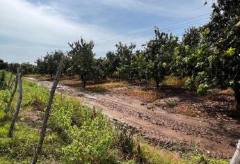 Huertas de mango perdieron hasta el 70% de la fruta por viento