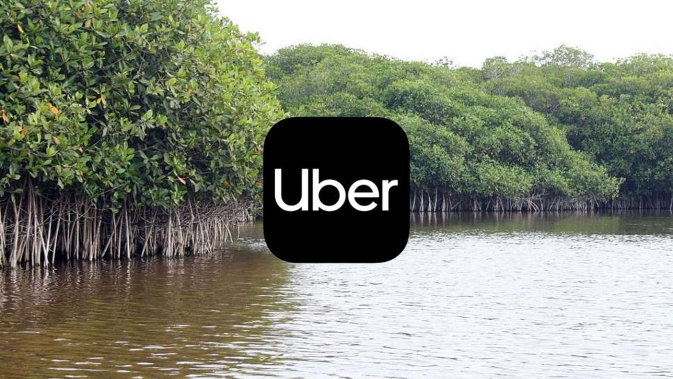 Uber apoya reforestación de manglares en Baja California Sur