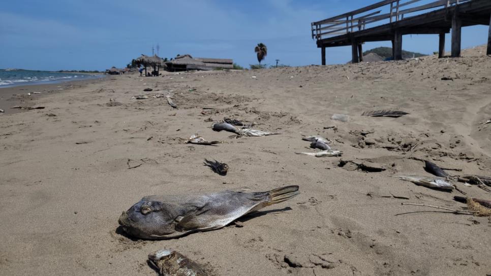Playas de El Maviri son seguras para bañistas, pese al hallazgo de peces muertos: Coepriss