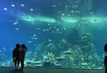 Acuario Mar de Cortés en Mazatlán: estás son las 5 especies marinas más llamativas que alberga