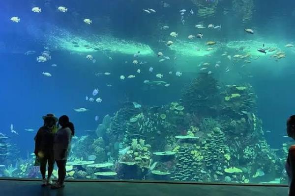 Acuario Mar de Cortés en Mazatlán: estás son las 5 especies marinas más llamativas que alberga