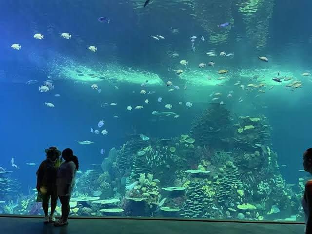 Acuario Mar de Cortés en Mazatlán: estás son las 5 especies marinas más llamativas que alberga