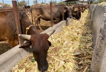 Gestionan pasteurizadora para Sinaloa