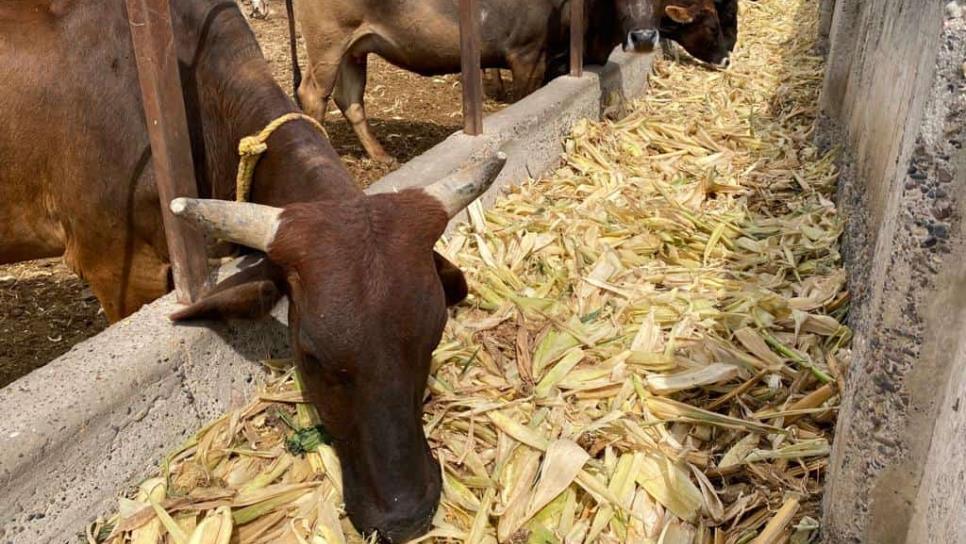 Gestionan pasteurizadora para Sinaloa