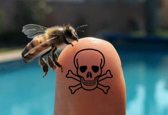 ¿Qué hacer ante un ataque de abejas? Toma en cuenta estas recomendaciones