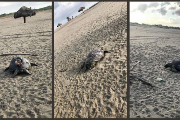 Encuentran 5 tortugas muertas en Las Glorias, Guasave