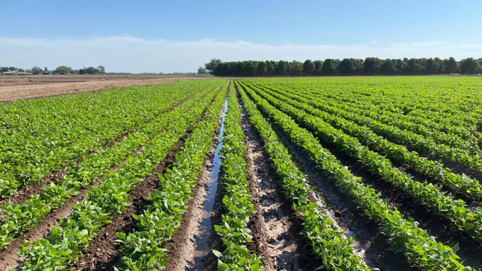 A punto de vencer créditos agrícolas A punto de vencer créditos agrícolas
