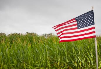 En EUA, el 90 % del maíz es transgénico