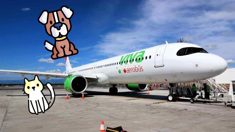 ¿Quieres viajar con tu mascota en la cabina? costos y requisitos de las aerolíneas