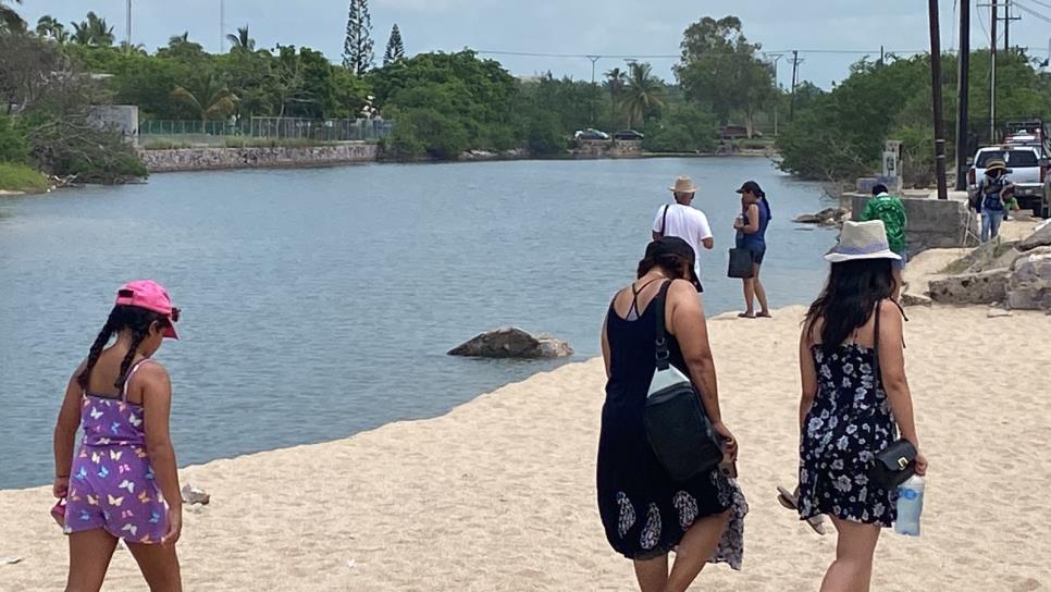 Prevén que cocodrilos encontrados en zona hotelera en Mazatlán lleguen al mar esta tarde