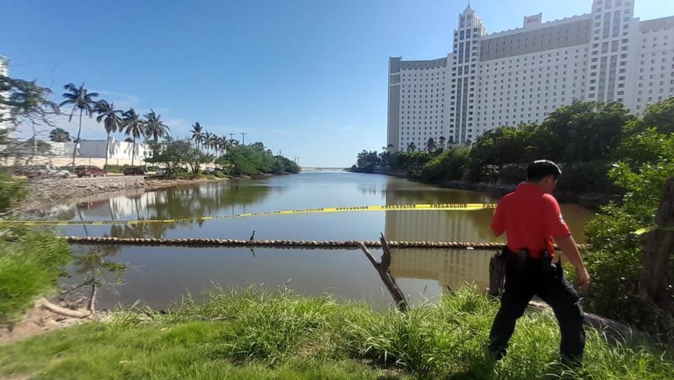 Aparecen dos cocodrilos cerca de zona hotelera en Mazatlán