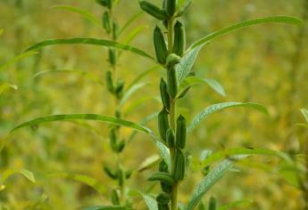 Ajonjolí, el cultivo que puede rescatar al valle del Carrizo