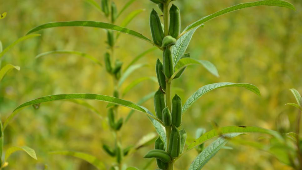 Ajonjolí, el cultivo que puede rescatar al valle del Carrizo