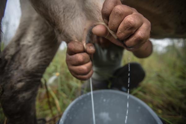 Colapsa la comercialización de leche en Ahome