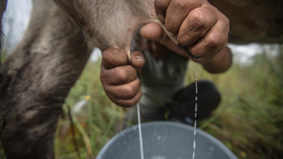 Colapsa la comercialización de leche en Ahome