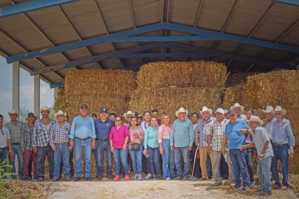 Ganaderos de El Fuerte reciben apoyo de pacas de maíz 