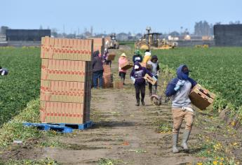 Jornaleros agrícolas y el esclavismo moderno en Sinaloa