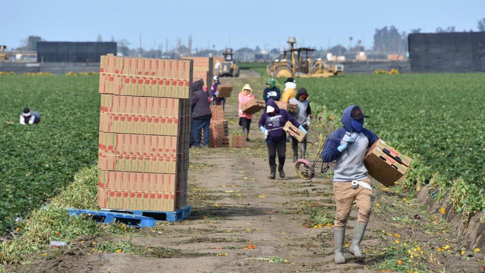 Jornaleros agrícolas y el esclavismo moderno en Sinaloa