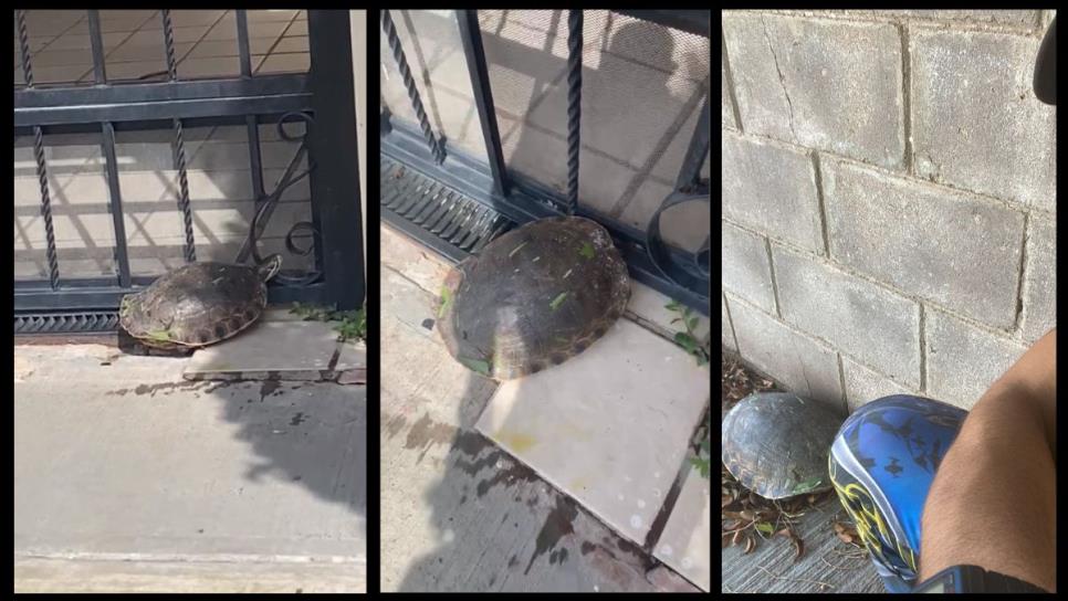 Encuentran tortugas en Los Mochis tras las lluvias de «Hilary»