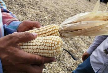 México pagará a Estados Unidos 20 millones de dólares si pierde controversia del maíz 