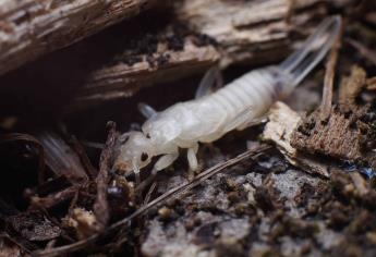 ¿Te picó una tijereta? Cómo actuar y prevenir que se metan insectos a casa