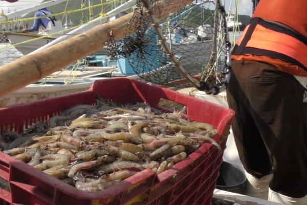 La pesca de camarón «la tiene la maña»: Leonel Sánchez 