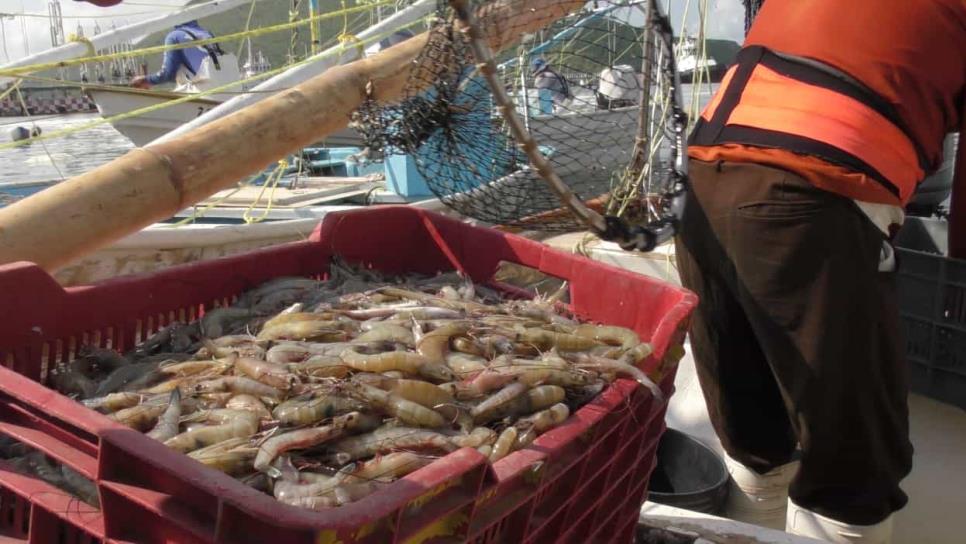 La pesca de camarón «la tiene la maña»: Leonel Sánchez 