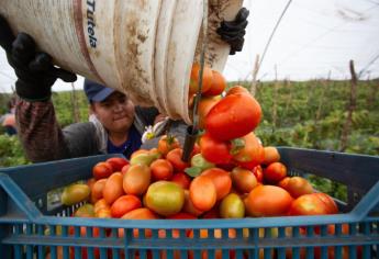 Estados Unidos busca retomar «guerra del tomate»