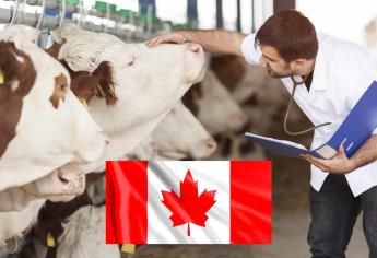 Trabaja como veterinario en Canadá con sueldo de 45 mil pesos; aquí los requisitos