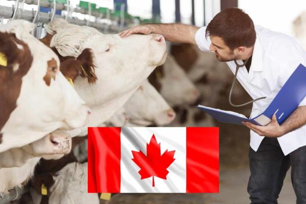 Trabaja como veterinario en Canadá con sueldo de 45 mil pesos; aquí los requisitos