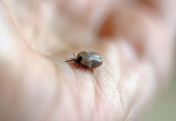 Rickettsiosis: conoce la enfermedad transmitida por garrapatas y cómo curarla