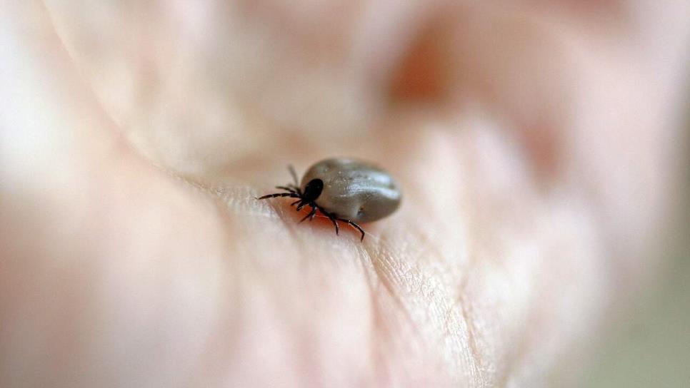 Rickettsiosis: conoce la enfermedad transmitida por garrapatas y cómo curarla