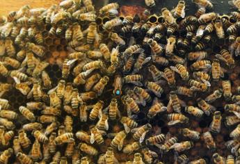 ¿Por qué atacan las abejas? El olor corporal y de color de ropa, lo que más las atrae