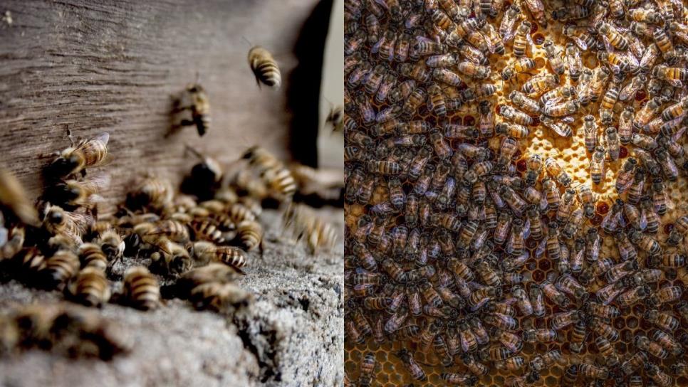 ¿Qué hacer si sufres un ataque de abejas o avispas?, la respuesta podría salvarte la vida