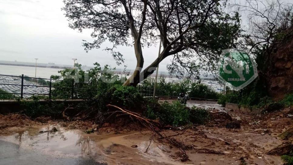 Cierran calle Venustiano Carranza por caída de árbol, en Mazatlán