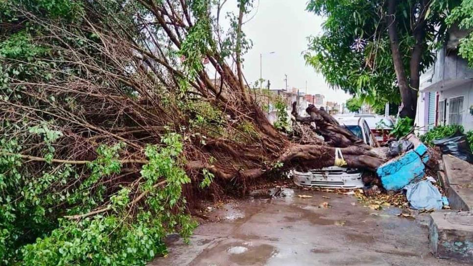 Continúa la limpieza en Mazatlán de escuelas y árboles caídos que dejó la lluvia