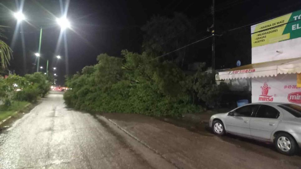 Vientos derriban un árbol en El Fuerte, sobre la carretera a Choix