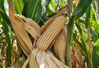 Drástica reducción en producción de maíz en Sinaloa por escasez de agua en presas